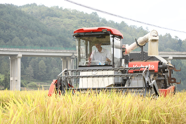 收割機收割。