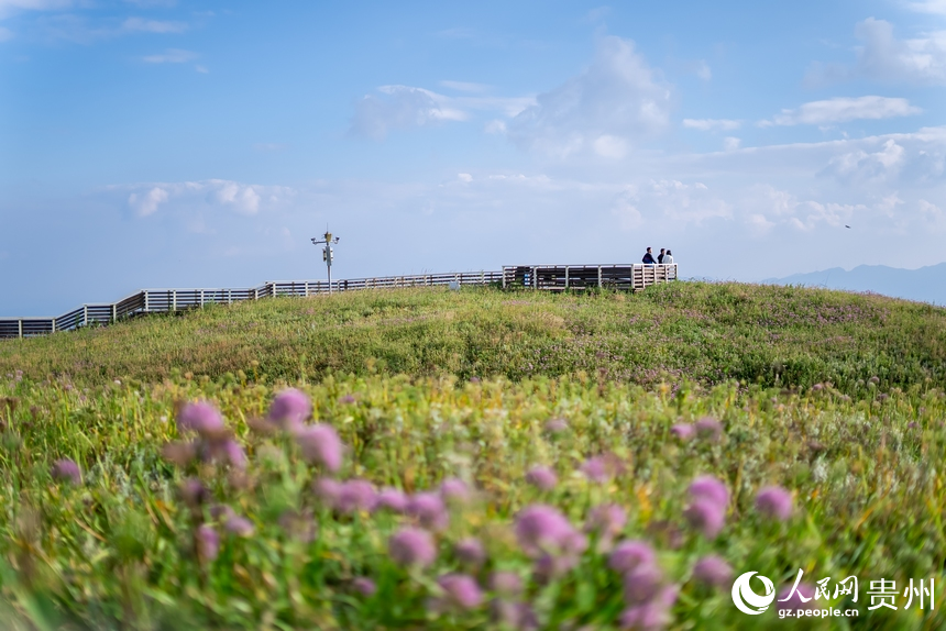 韭菜坪景區盛開的韭菜花。人民網 涂敏攝