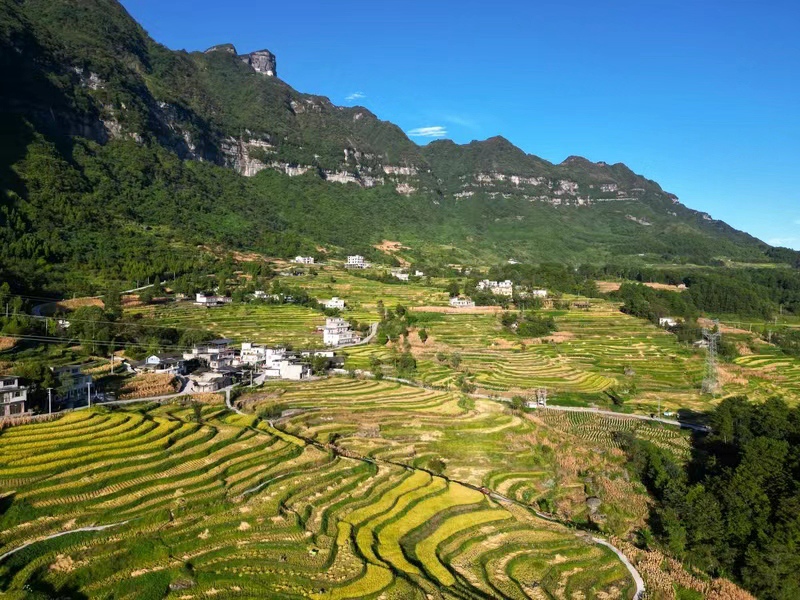 桐梓縣稻谷豐收啦！蹇廣宏攝