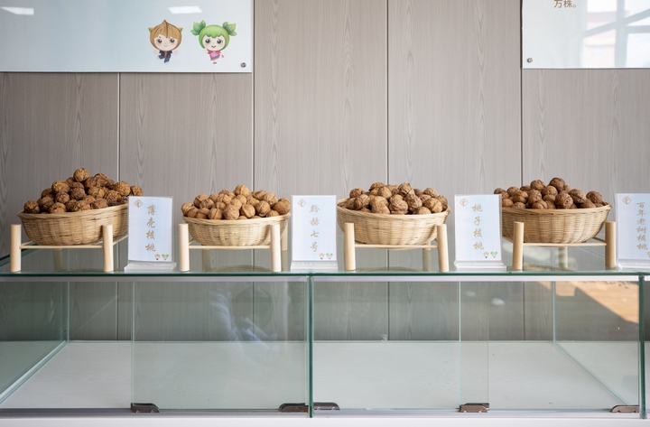 赫章朱明鎮核桃展示。李學友攝