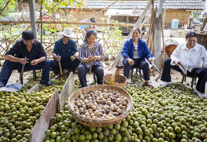 赫章朱明鎮朱歪社區村民剝新鮮核桃。 李學友攝