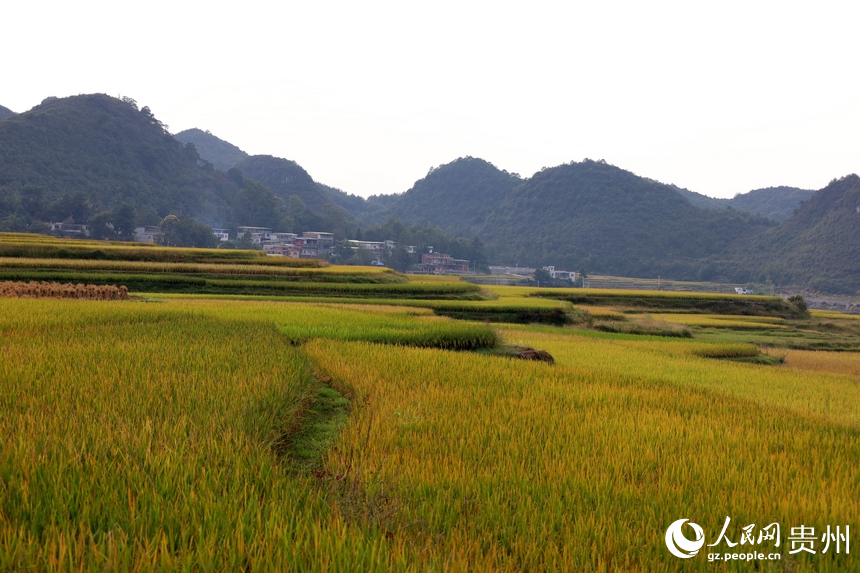 金黃色的稻田與村居相互映襯。人民網 潘佳倩攝