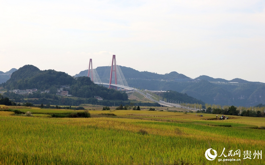 龍里河大橋與金黃色稻田交相輝映，稻田里的人們正在享受豐收的喜悅。人民網 潘佳倩攝