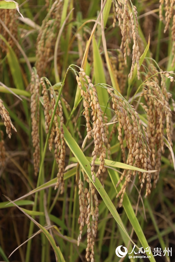 顆粒飽滿的水稻奏響豐收樂章。人民網 潘佳倩攝