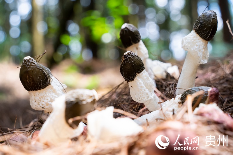 基地內生長的紅托竹蓀。人民網記者 涂敏攝