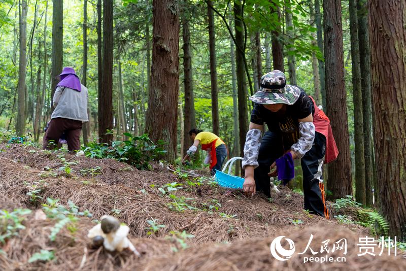 村民們正在采收成熟的紅托竹蓀。人民網記者 涂敏攝