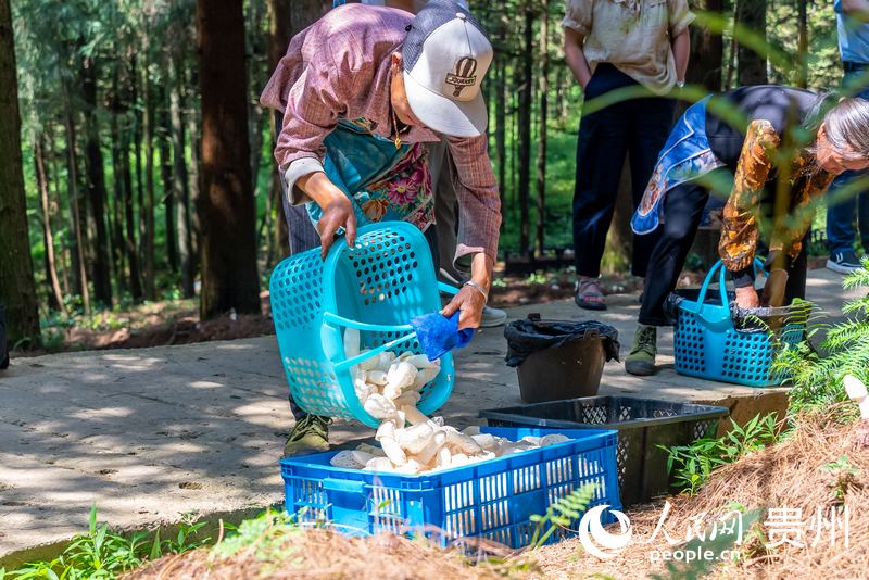 村民們正在采收成熟的紅托竹蓀。人民網記者 涂敏攝