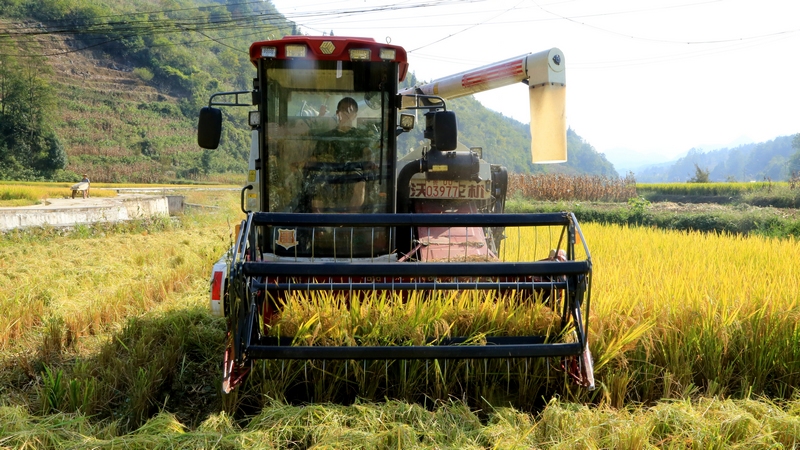 修文縣春海農機服務農民專業合作社的農機手正駕駛收割機在滾滾稻浪中來回穿梭 修文縣融媒體中心查姜維 攝