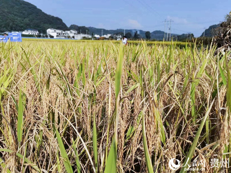 試驗田水稻長勢喜人。人民網記者 王秀芳攝
