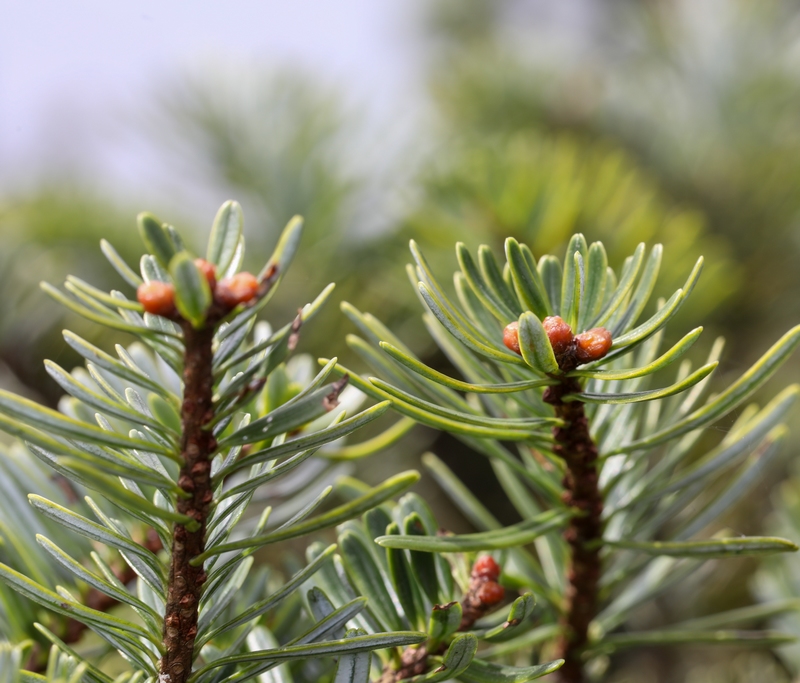 4 貴州梵凈山國家級自然保護區拍攝的梵凈山冷杉。（李鶴攝）