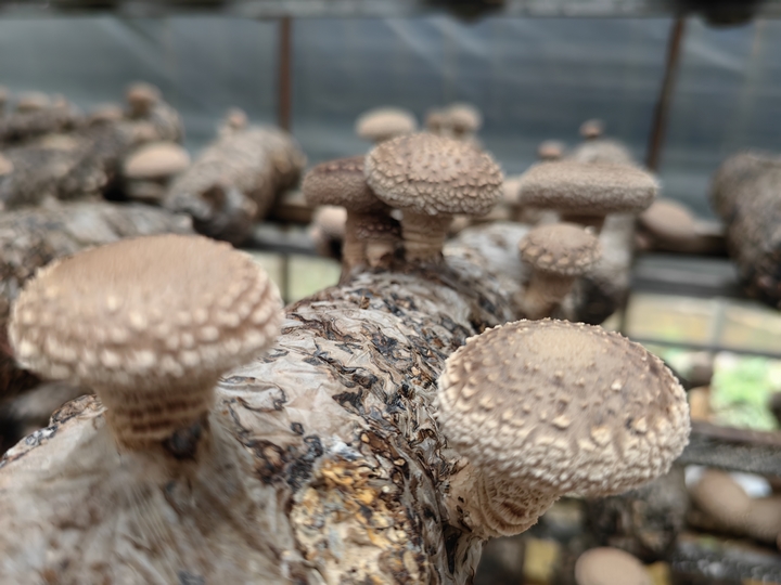 平壩天馬食用菌基地60萬棒香菇迎豐收。