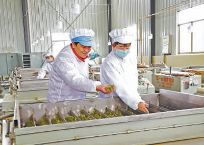 黃紅纓（左）在制茶車間查看新茶品質。