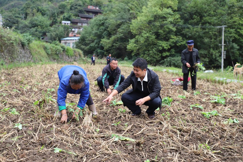 農技專家深入新華村開展農技服務。