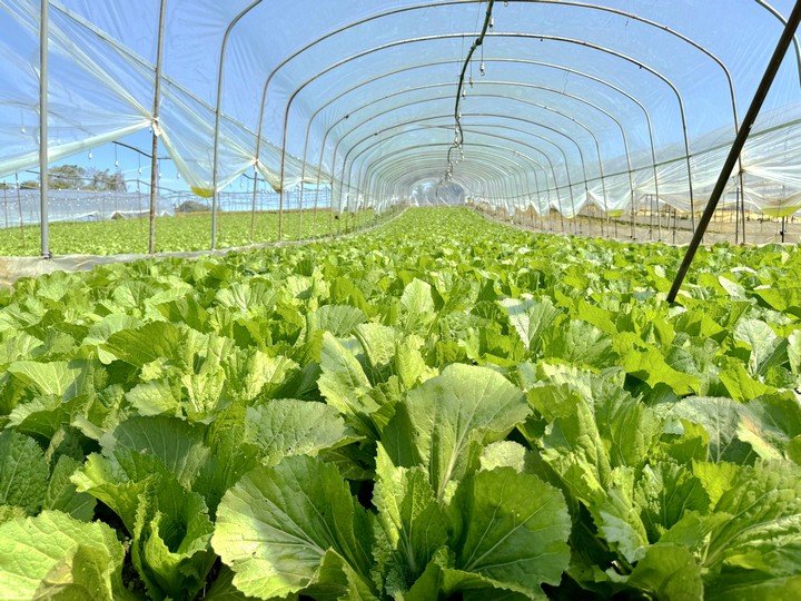 大棚里的青菜。