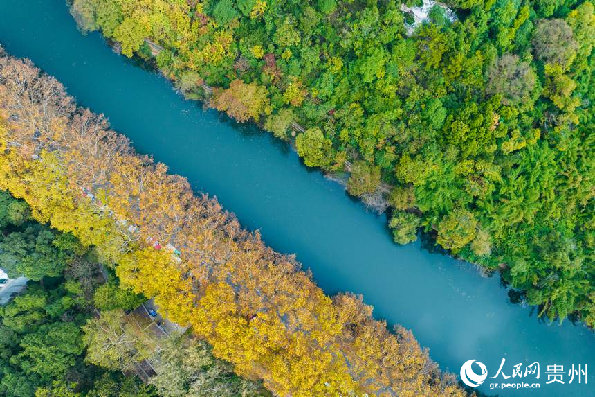 航拍秋日的黃金大道。人民網 陽茜攝