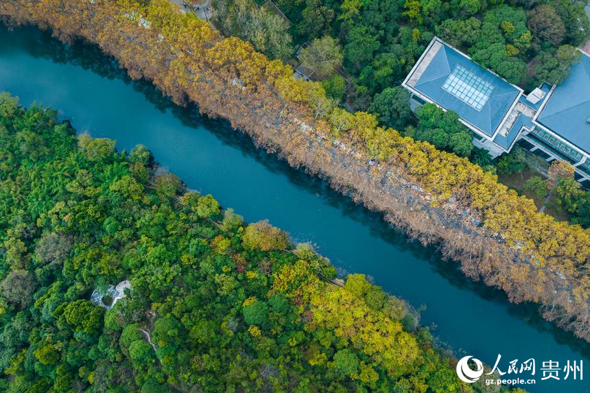 航拍秋日的黃金大道。人民網 陽茜攝