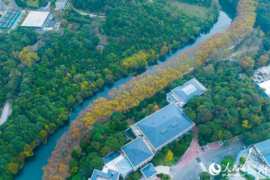 航拍秋日的黃金大道。人民網 陽茜攝