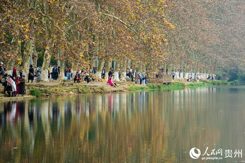 金黃色的梧桐樹與清澈的河水相得益彰。人民網 陽茜攝