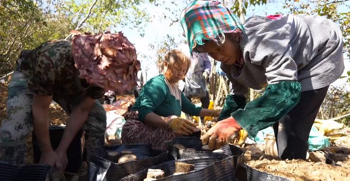 村民們正忙著栽種林下天麻。