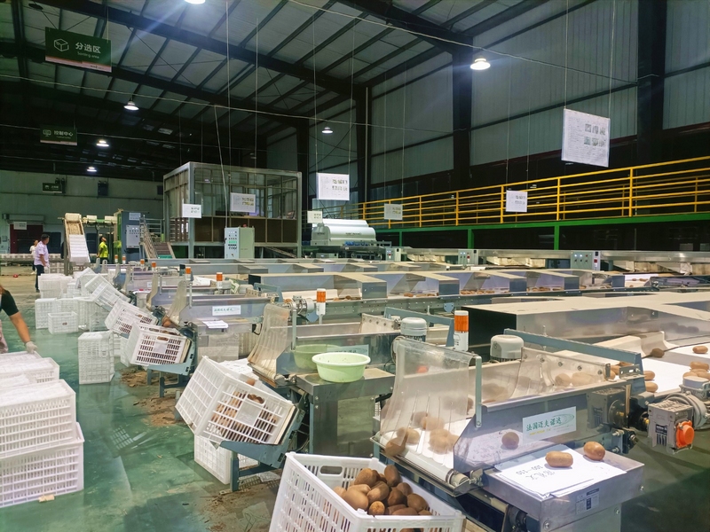 獼猴桃自動化分揀大棚。常禮文 攝