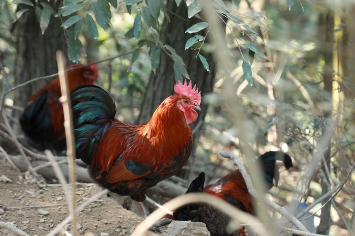 劍河縣南哨鎮九虎村林下雞養殖基地。張碧桃攝