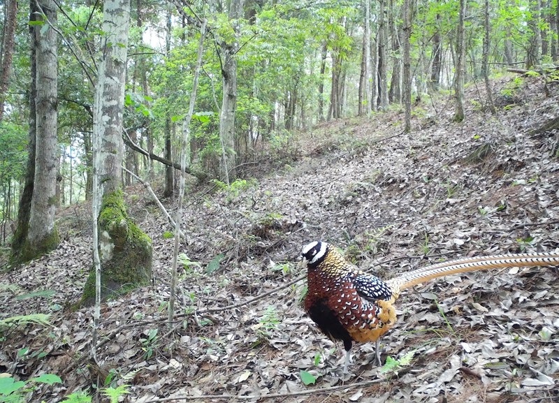 監測到的白冠長尾雉。貴州省林業局供圖