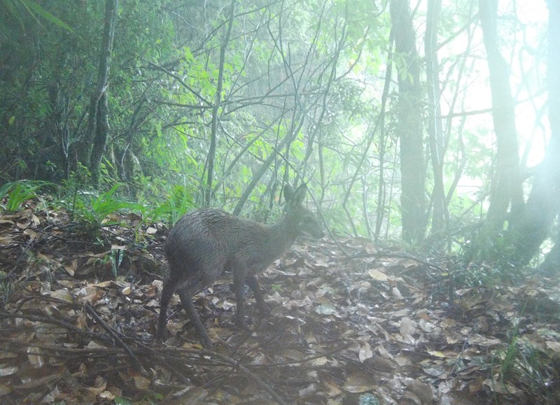 監測到的林麝。貴州省林業局供圖