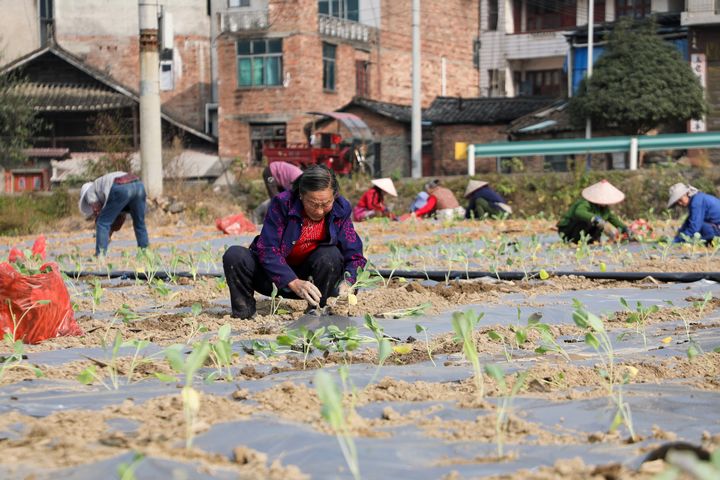 群眾在栽種西蘭花。