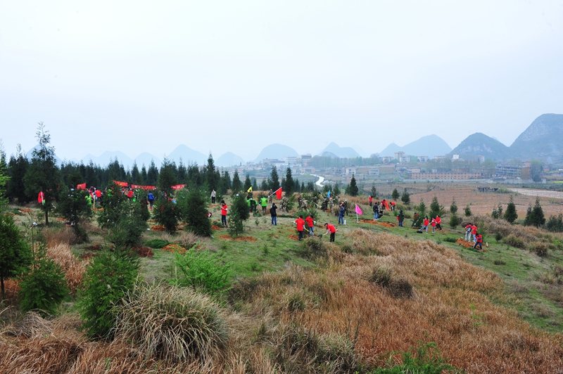 開展植樹活動。