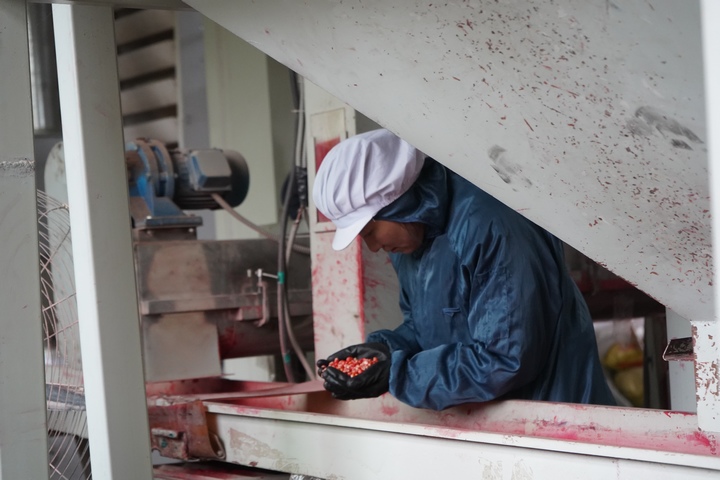 生產車間內，工人正在查看種子質量。