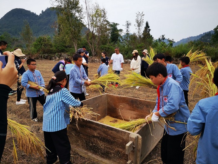圖為組織學生到勞動教育實踐實訓基地進行稻谷收割。