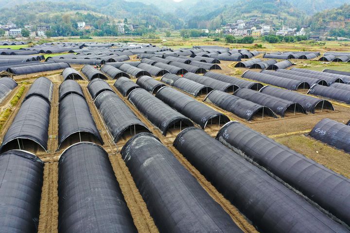 劍河縣南明大壩羊肚菌種植基地。彭開燚攝