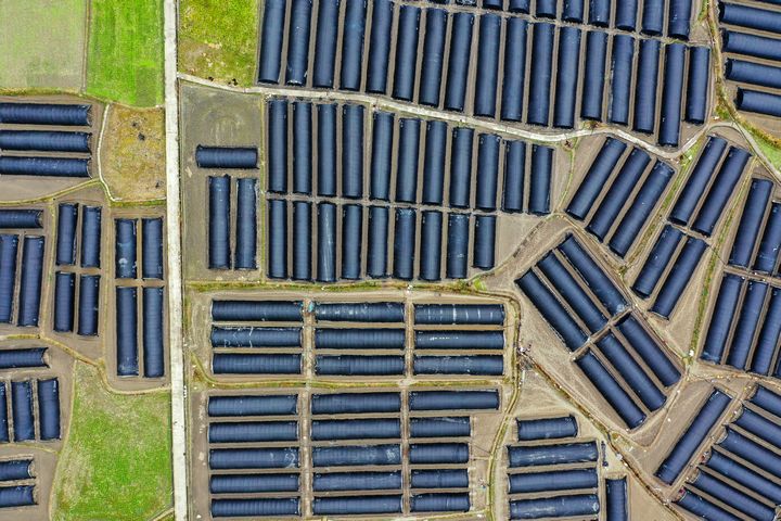 劍河縣南明大壩羊肚菌種植基地。彭開燚攝