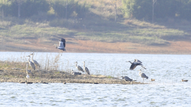 飛舞。周健 攝