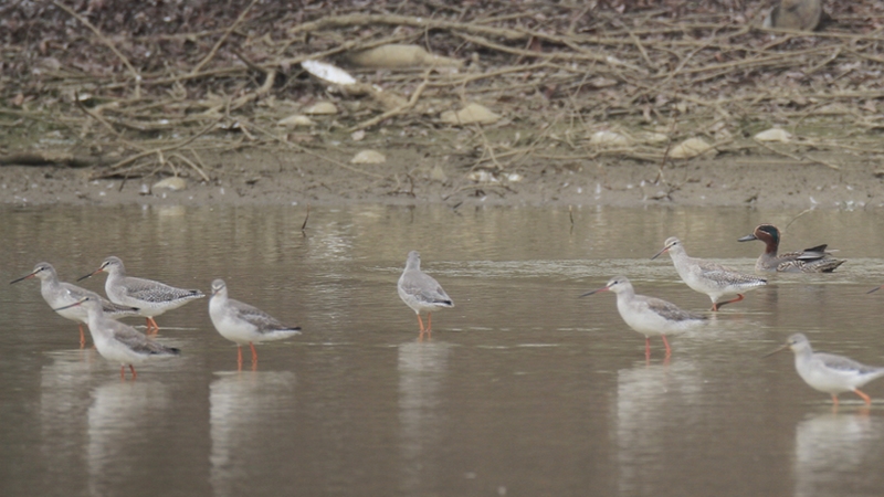 (4)候鳥。周健 攝