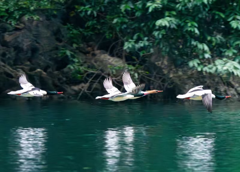 中華秋沙鴨。貴州省林業局供圖