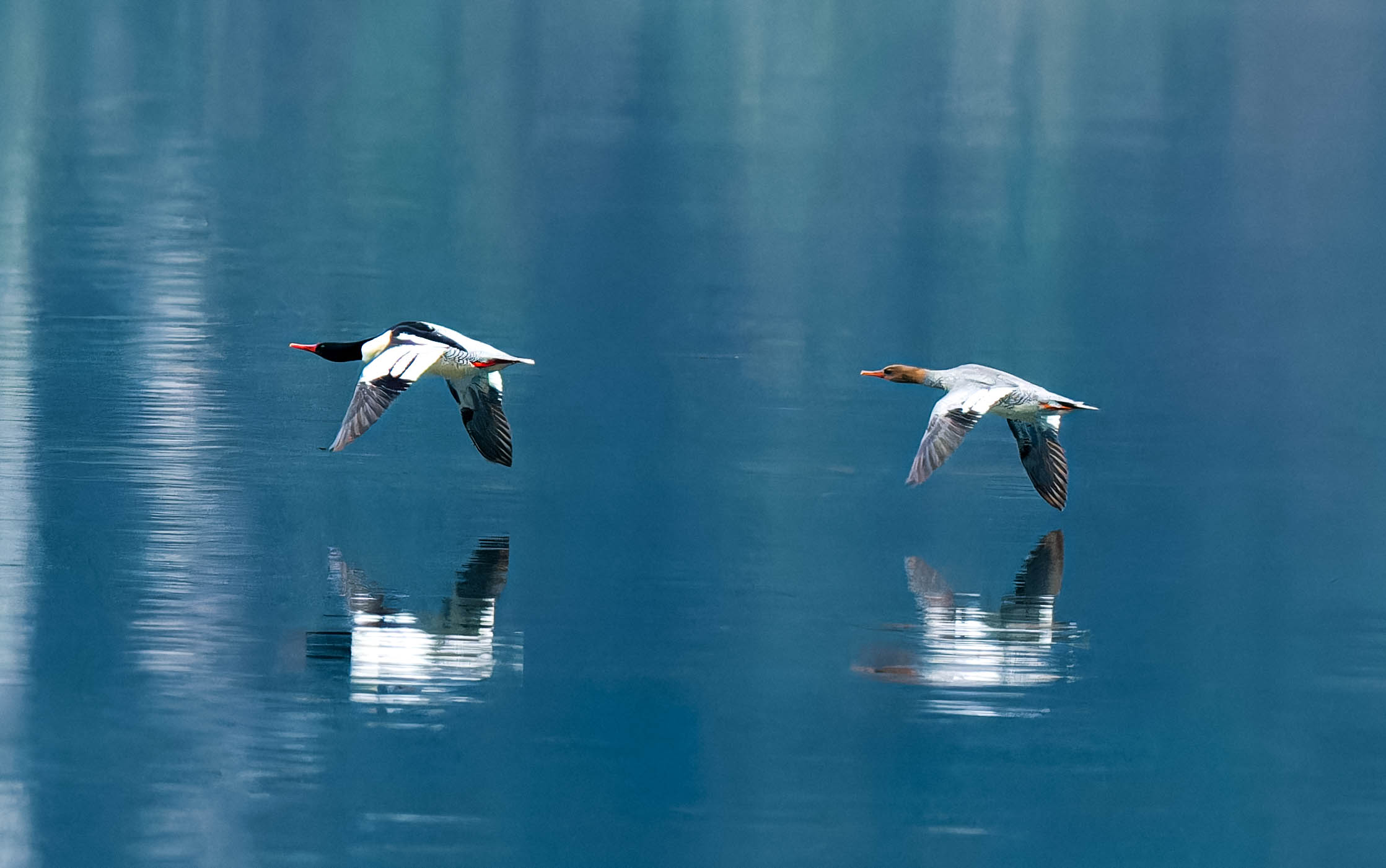 中華秋沙鴨。貴州省林業局供圖