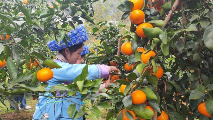 村民們正忙著采摘沃柑。
