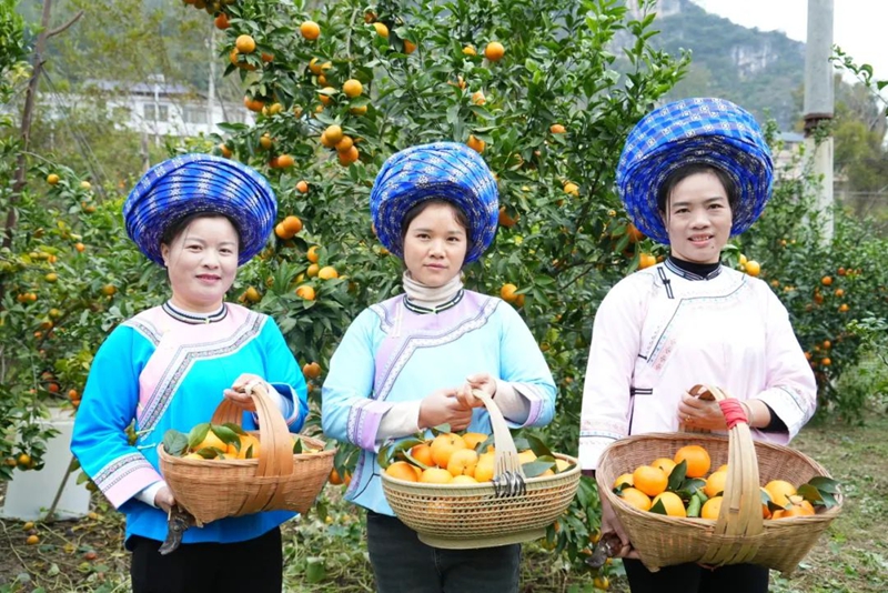黃果樹旅游區白水鎮郎宮村沃柑成熟上市了。