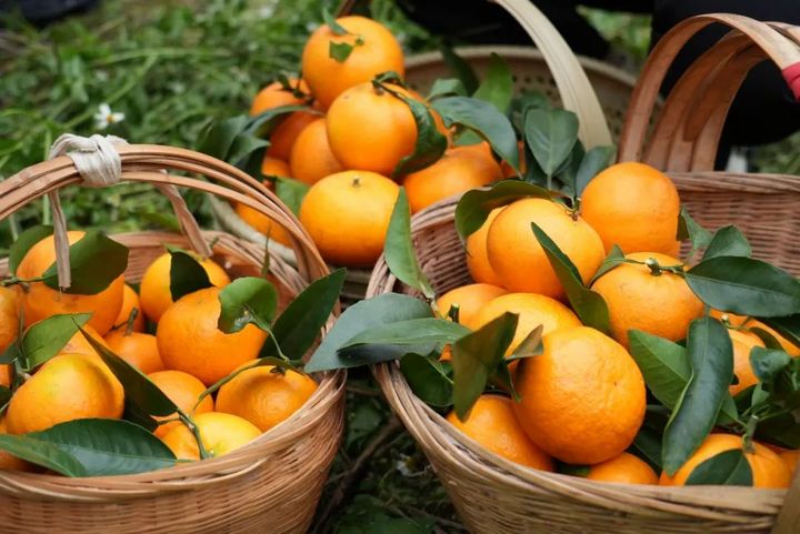 金黃的沃柑。