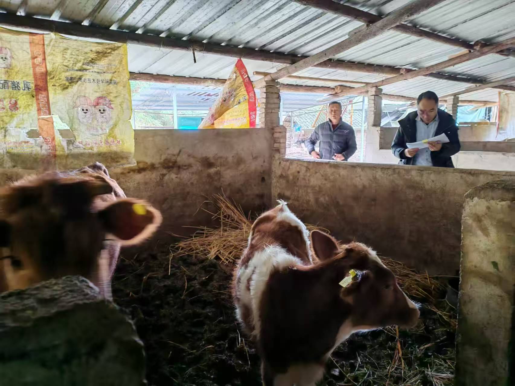 對接縣級部門開展“見犢補母”驗收工作。