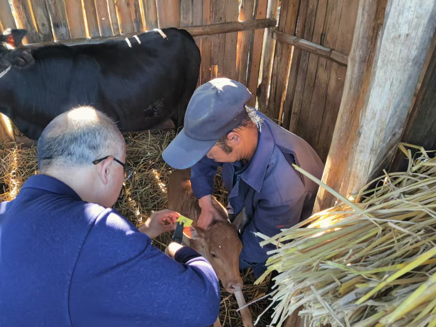 九潮鎮工作人員開展“見犢補母”工作，