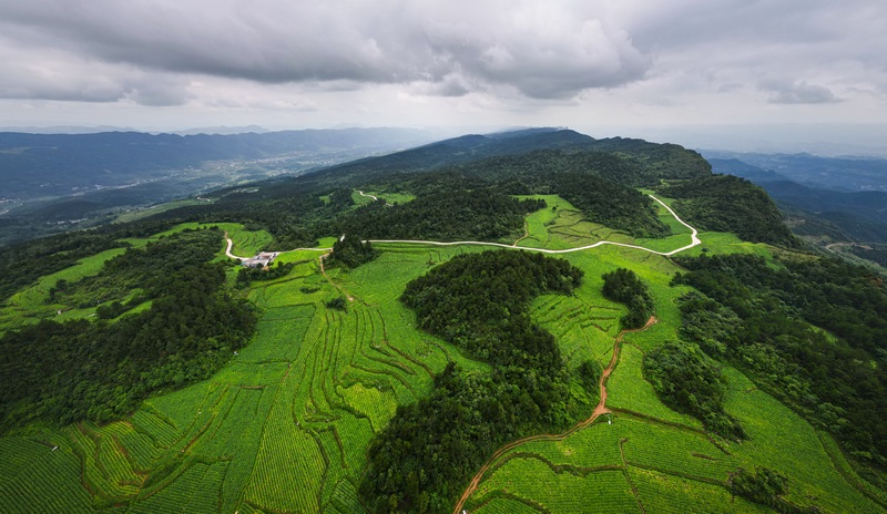 滿山“金山”點綴了沿河的青山。