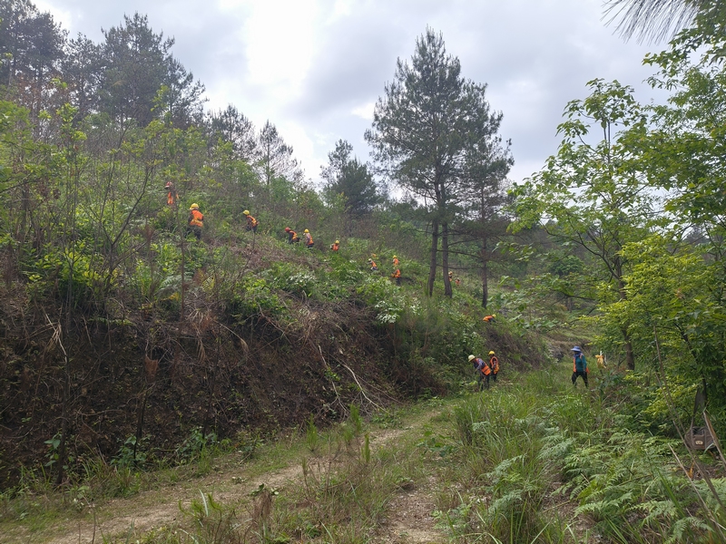 平塘縣生物防火阻隔帶項目建設林地清理施工現場