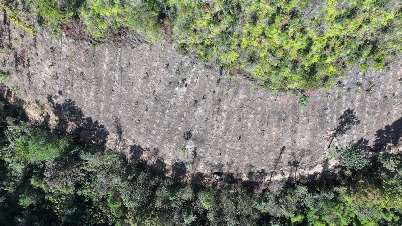 惠水縣蘆山鎮小石村生物防火阻隔帶項目實施后效果