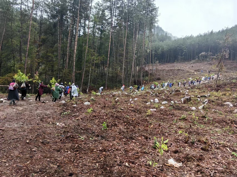 惠水縣擺金鎮捫擺村工人上山植苗