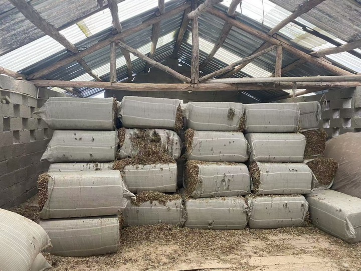 草料。金莎攝