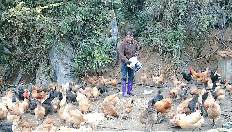 發展生態養雞 助力鄉村振興。