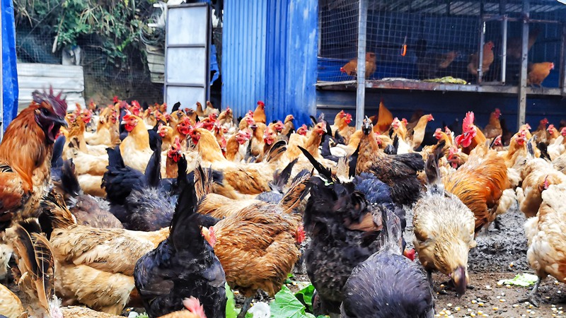 發展生態養雞 助力鄉村振興。