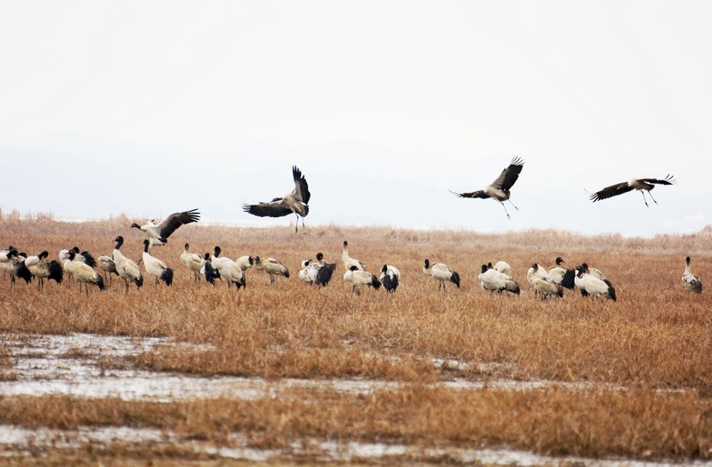 1月14日，大批黑頸鶴正飛往威寧草海溫家屯棲息地休息。